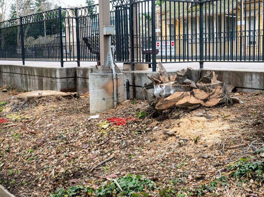 Palms trees near Menlo Park Caltrain station removed due to electrification work