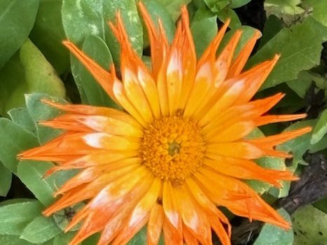 Predicted wild weather yet to come to Menlo Park - InMenlo