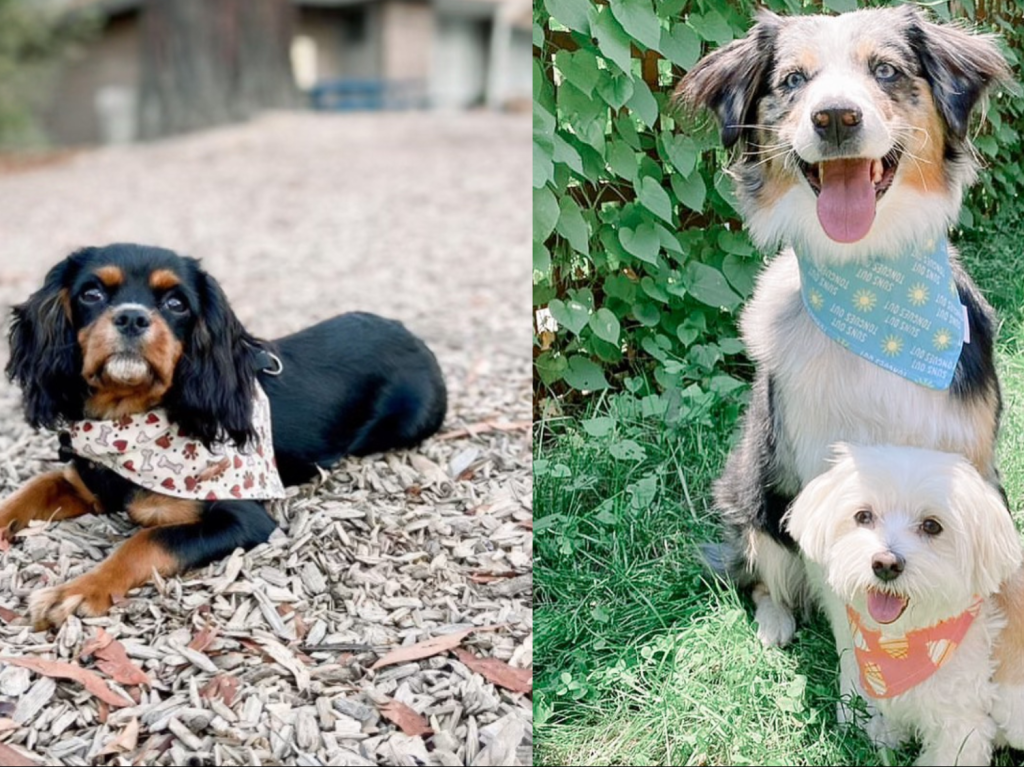 M-A junior Tuva Andreasson’s business is Pawsitive Paws