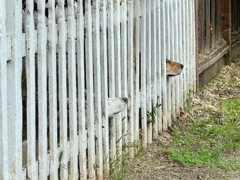 Spotted: Two nosey canines