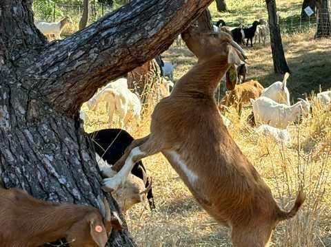 Spotted: Goats munching away in Sharon Hills Park