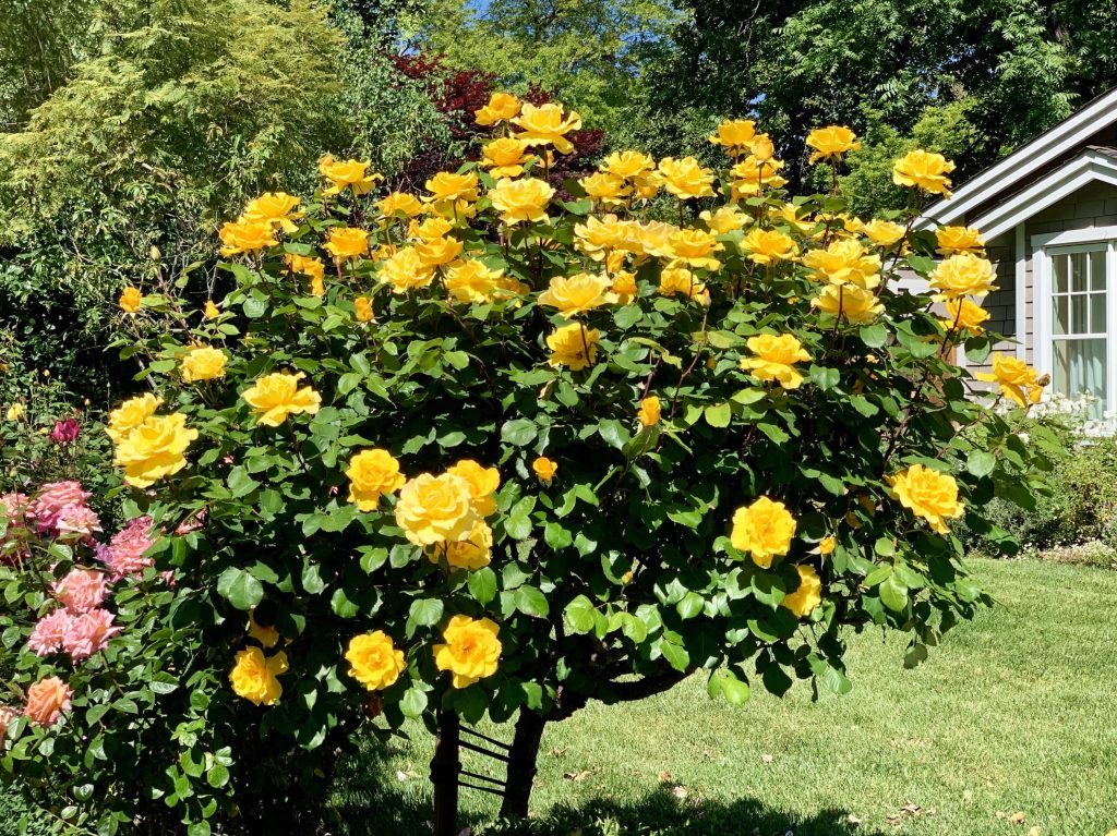 Spring storm packs a punch drenching Menlo Park