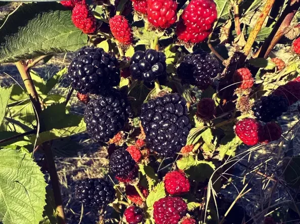 Webb Ranch opens its summer berry picking season