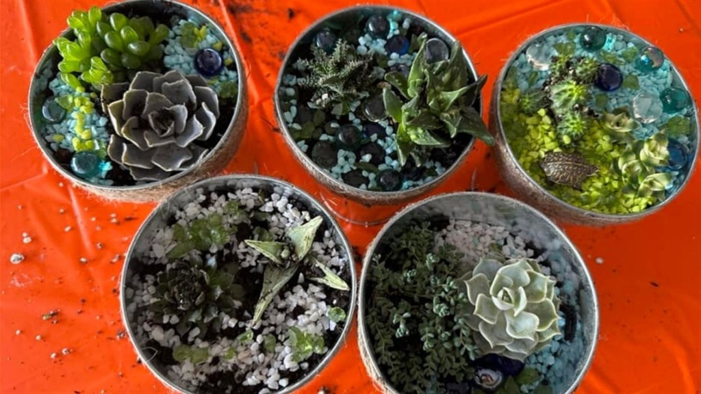 Create a Succulent Garden at Belle Haven Library on July 29