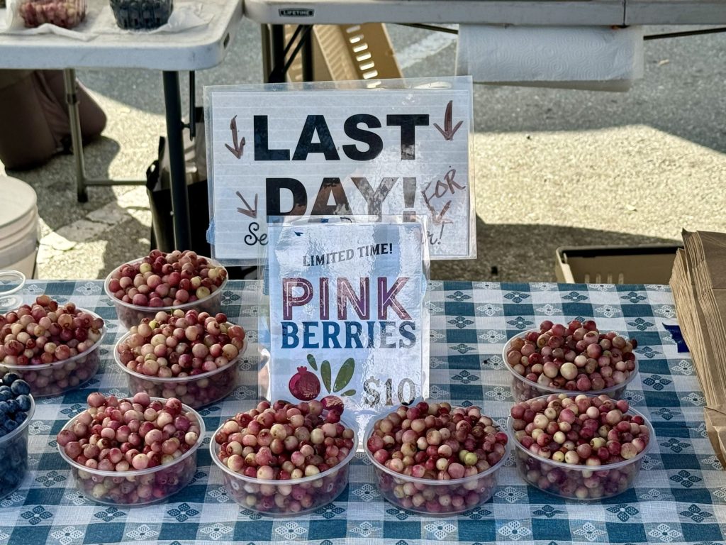 Spotted: Pink Lemonade blueberries at Menlo Park Farmers Market