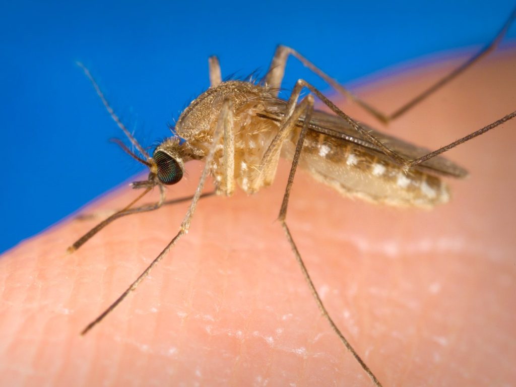 Help protect against West Nile Virus in Menlo Park