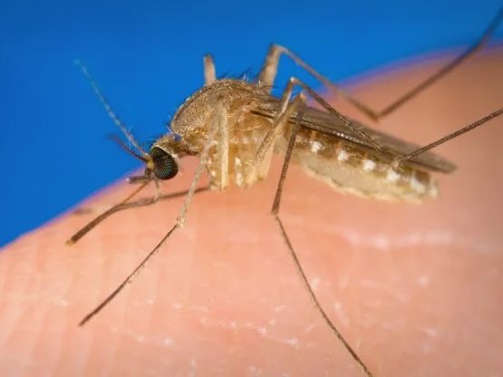 Help protect against West Nile Virus in Menlo Park