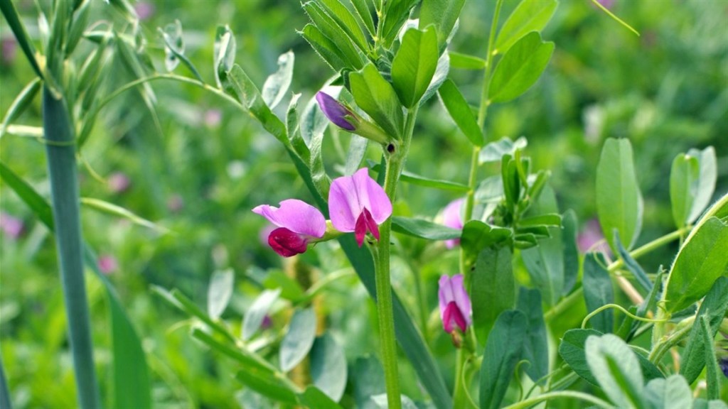 Improving Your Soil with Cover Crops is Garden Topic on October 2