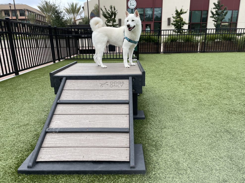 “Barks and Booos” at Springline on October 18