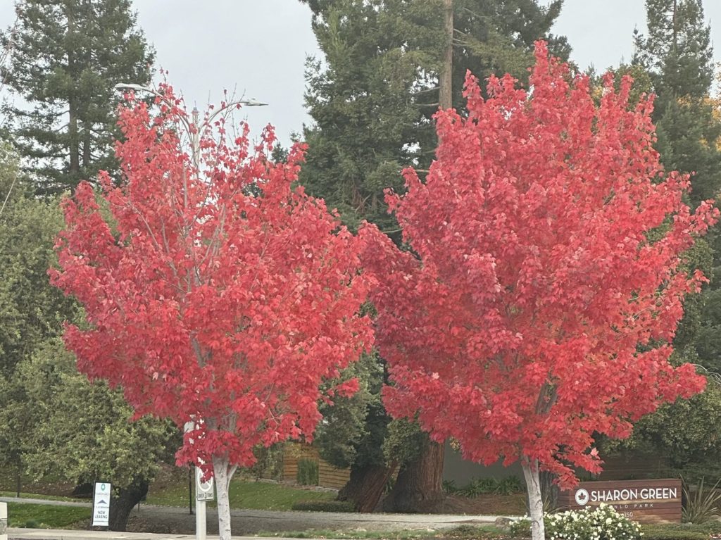 Rainfall again wimpy in Menlo Park but big storm is in the forecast