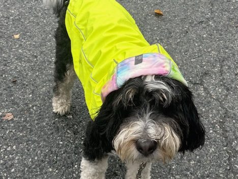 Gloomy and rainy most of today