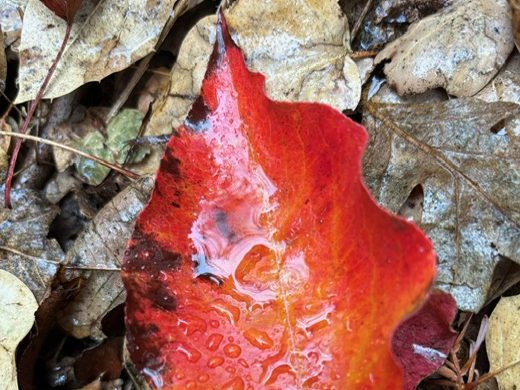 Rainfall continues to be stingy in Menlo Park