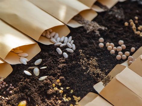 Check out seeds at Menlo Park’s two libraries