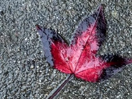 Rain was forecast but not much fell in Menlo Park