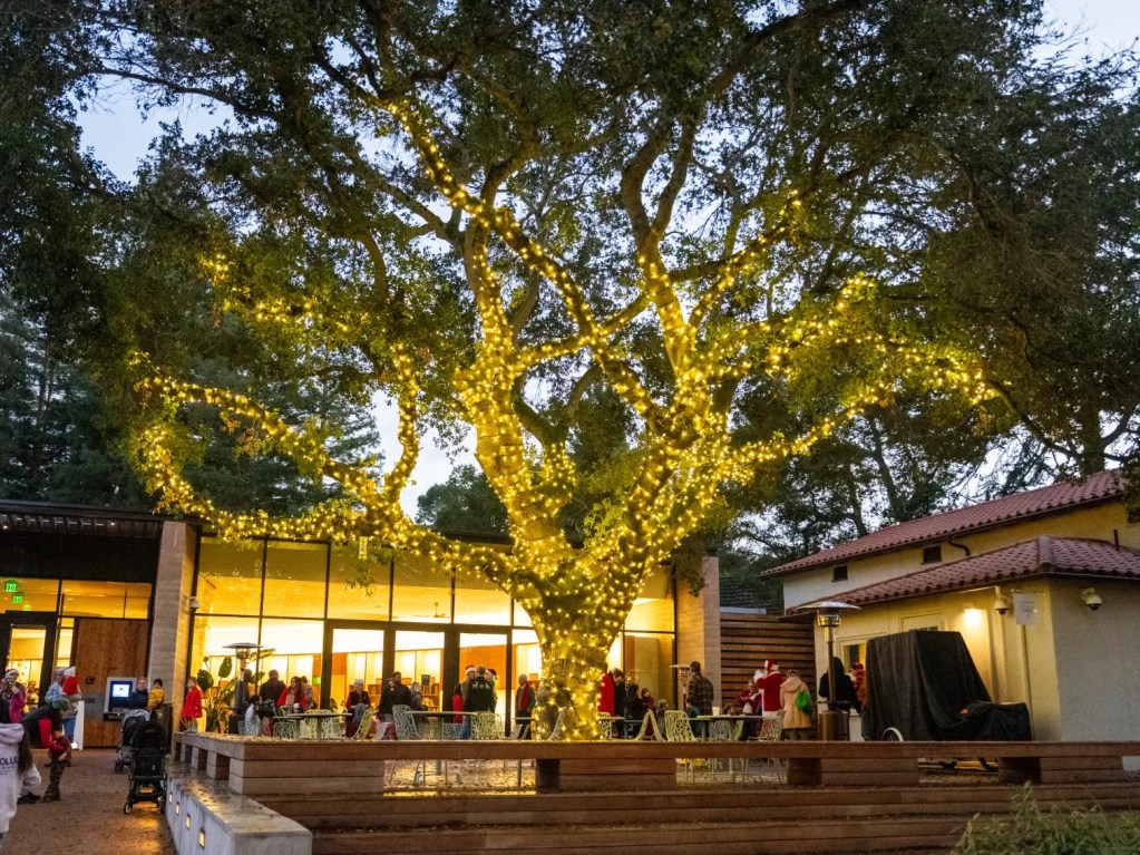 Atherton Hometown Holiday Tree Lighting set for December 13