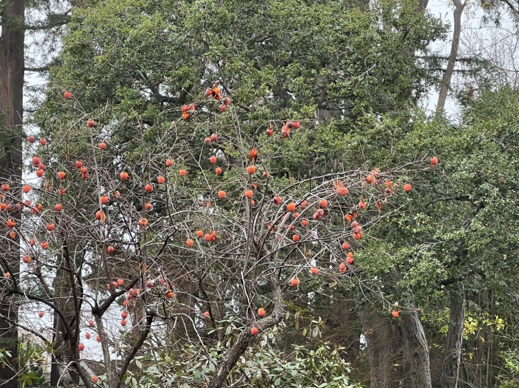 “Fogfall” not rainfall in Menlo Park this morning