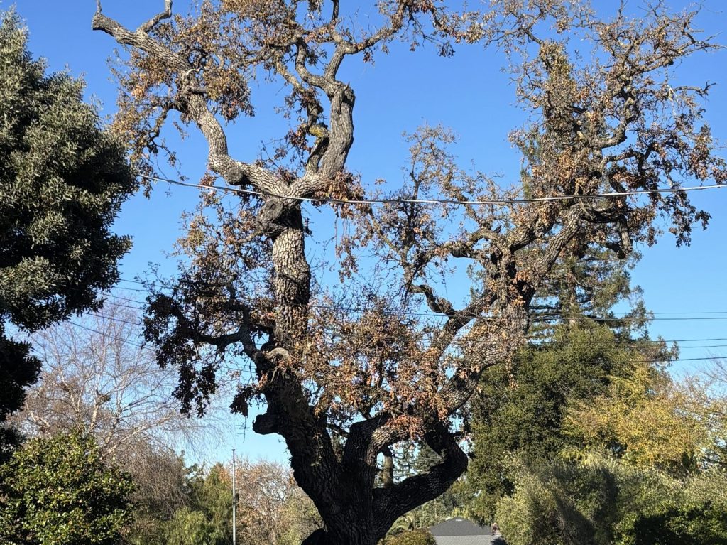 Oak on Lucky Avenue soon to be no more