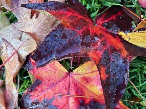 A bit more rain falls on Menlo Park