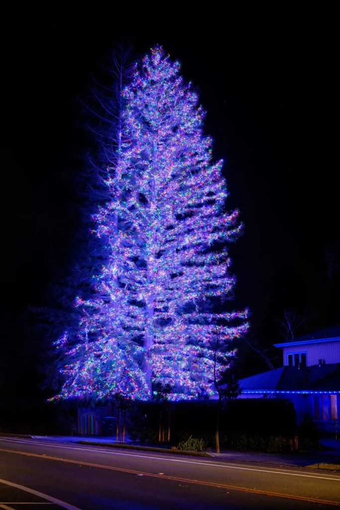 Spotted: Beautifully lit tree on Santa Cruz Avenue