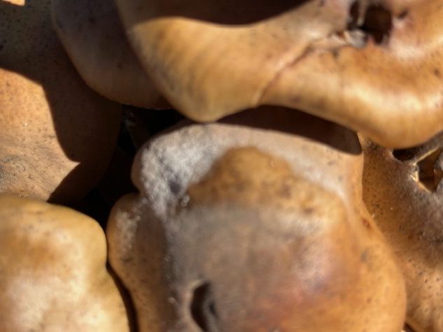 It’s fungi season in Menlo Park