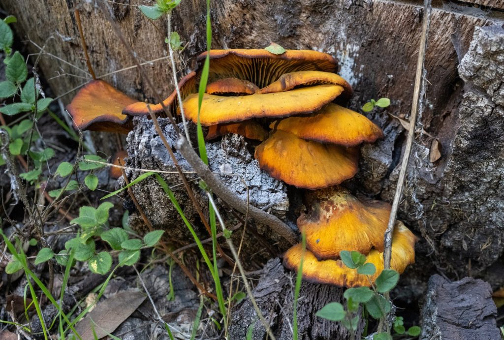 Check out the fungi during Mushroom Weekend at Filoli