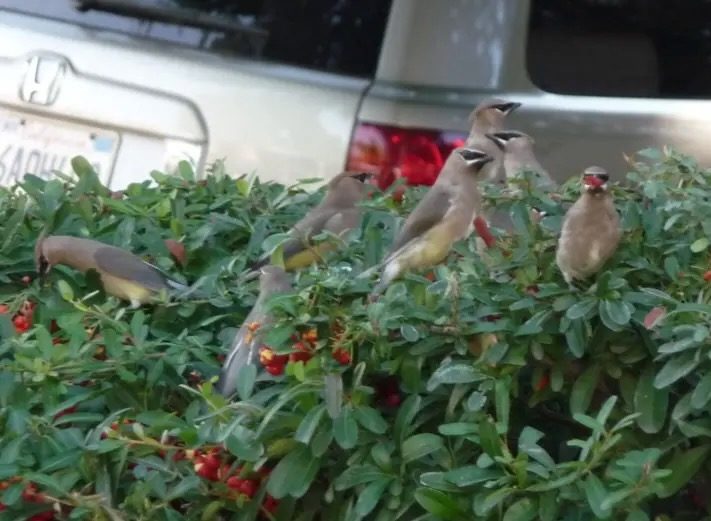 Learn about birds in your garden on January 22