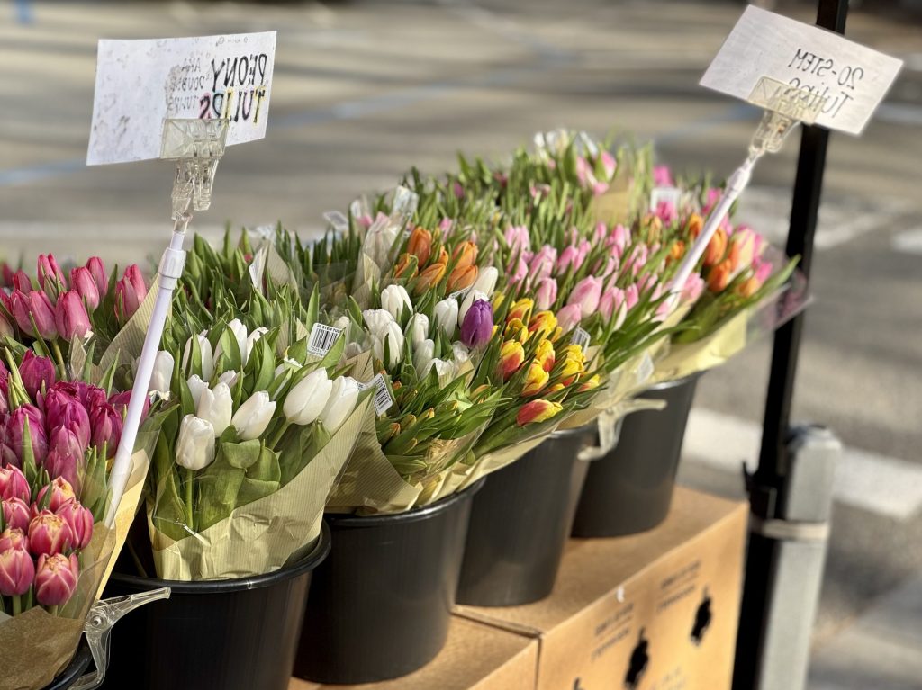 Spotted: Pretty tulips in front of Trader Joe’s