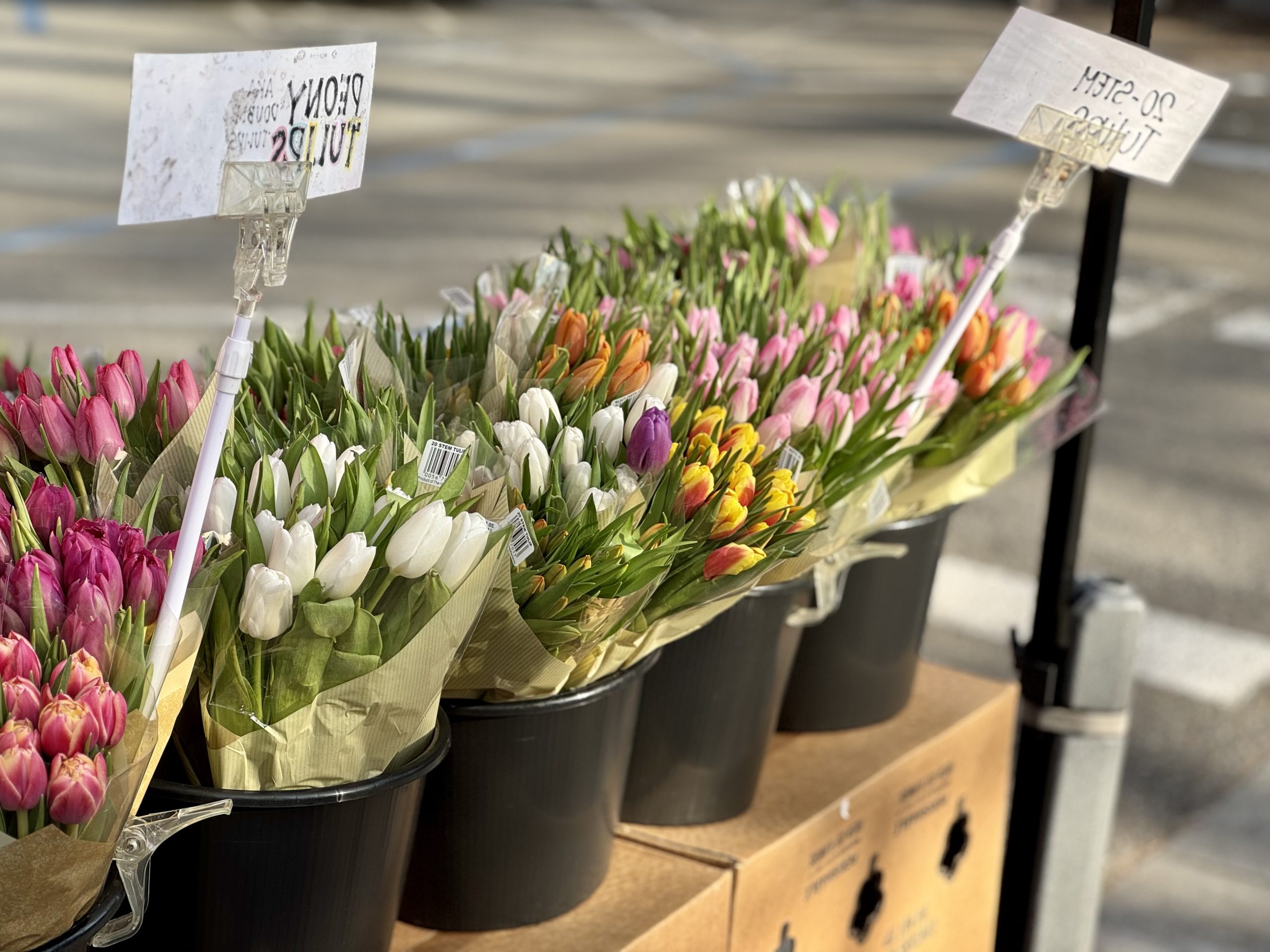 Spotted: Pretty tulips in front of Trader Joe's - InMenlo