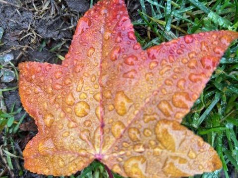 Another day of light rainfall in Menlo Park