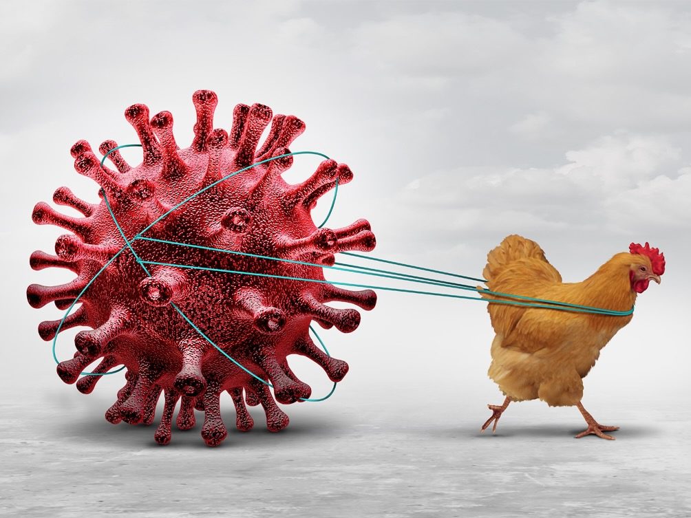 Prevent the spread of bird flu
