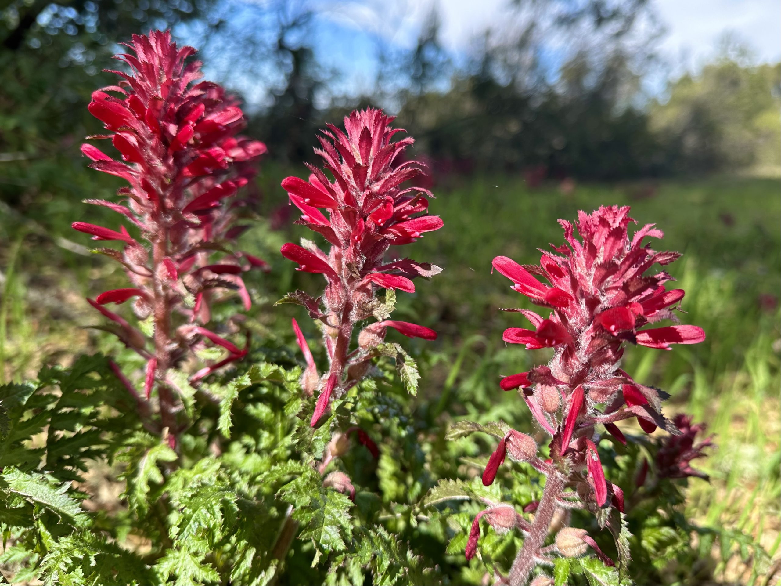 Lots of wildflowers on view in Foothills Nature Preserve - InMenlo