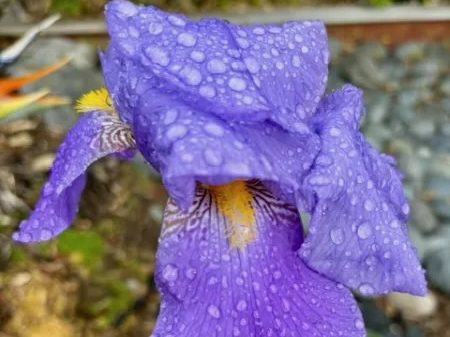 A bit more rain before sun breaks through mid-day in Menlo Park