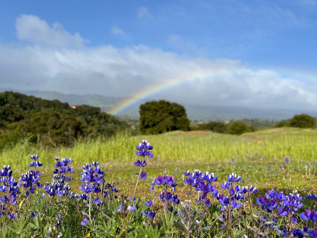 Spotted: Rainbow over Arastradero Preserve