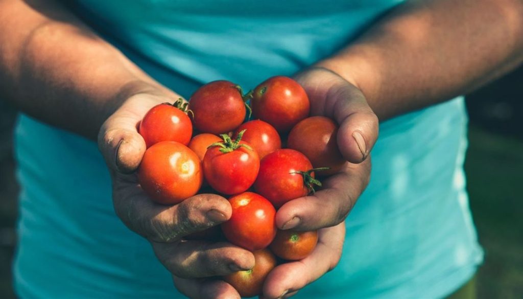 Success with tomatoes is Garden Talk topic on April 2