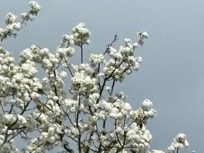Tiny bit of rain overnight in Menlo Park — and sprinkles throughout the day