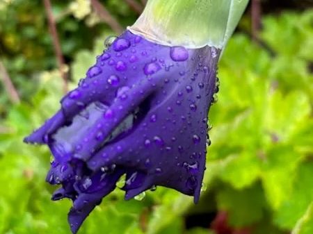 A bit of rain overnight and this morning in Menlo Park