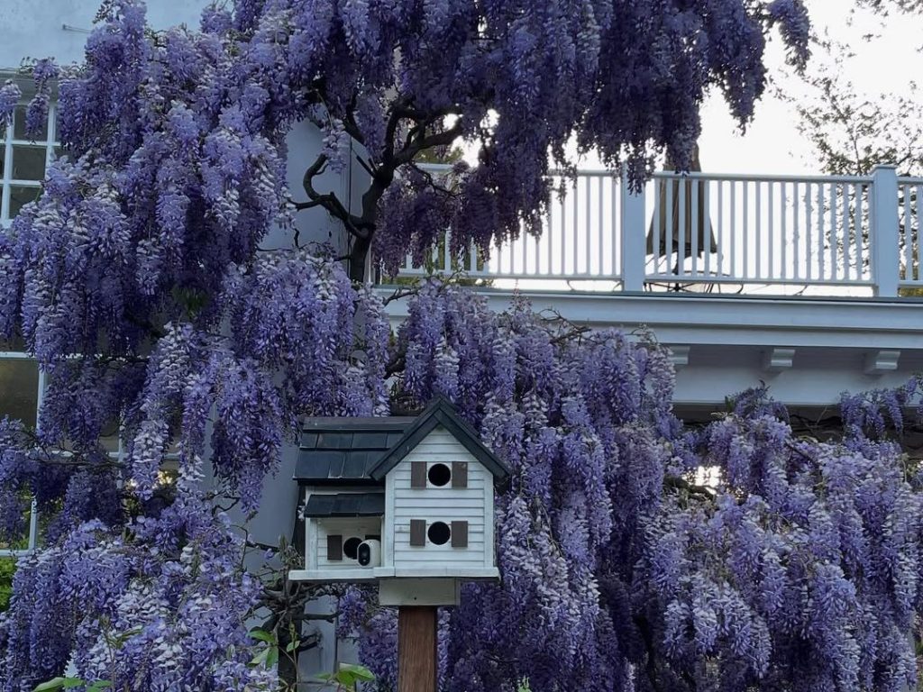 Spotted: Wisteria framed bird house in Atherton