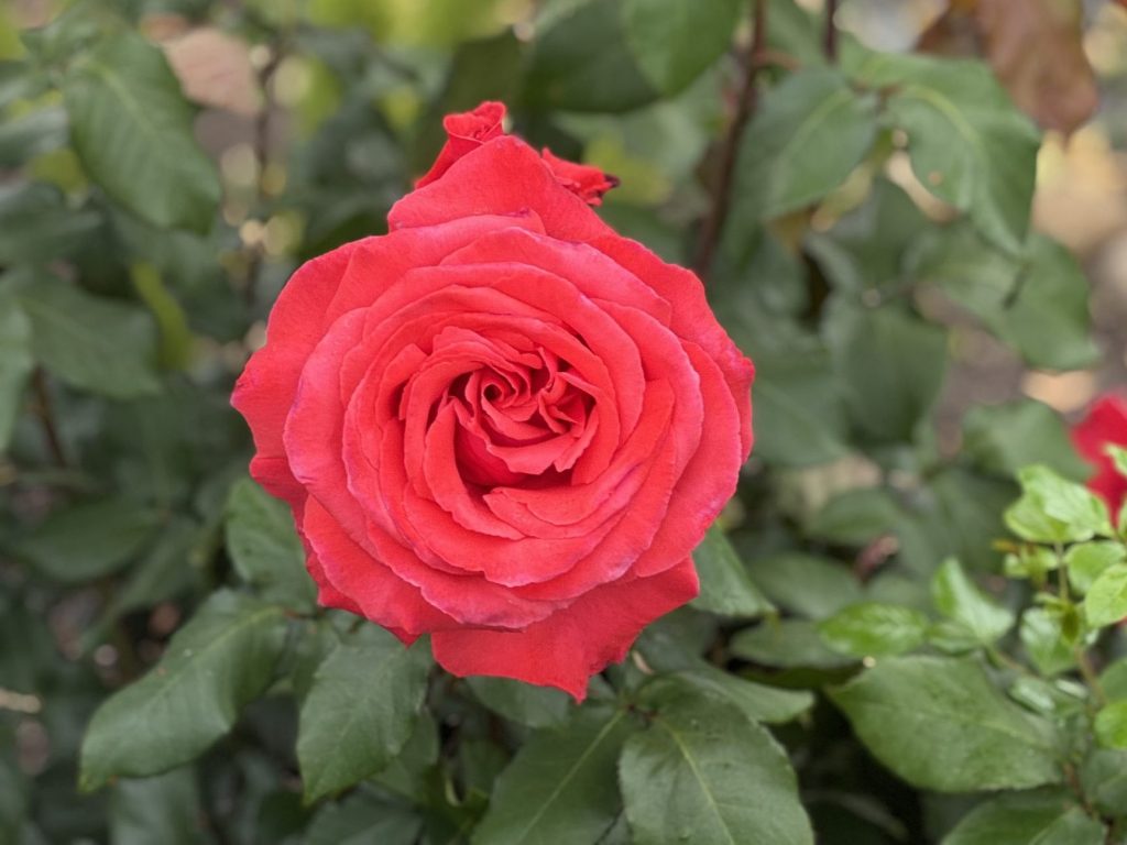 Surprise! Wet streets this morning in Menlo Park