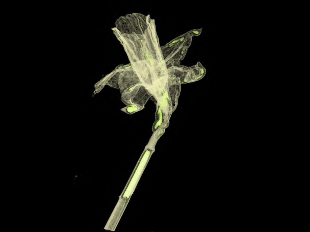 Get a three dimensional view of plants on April 16 in a program by W. Paul Brown