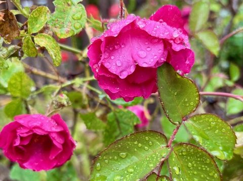 A bit of rain this morning in Menlo Park