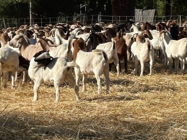 Spotted: Goats munching away at Sharon Hills Park