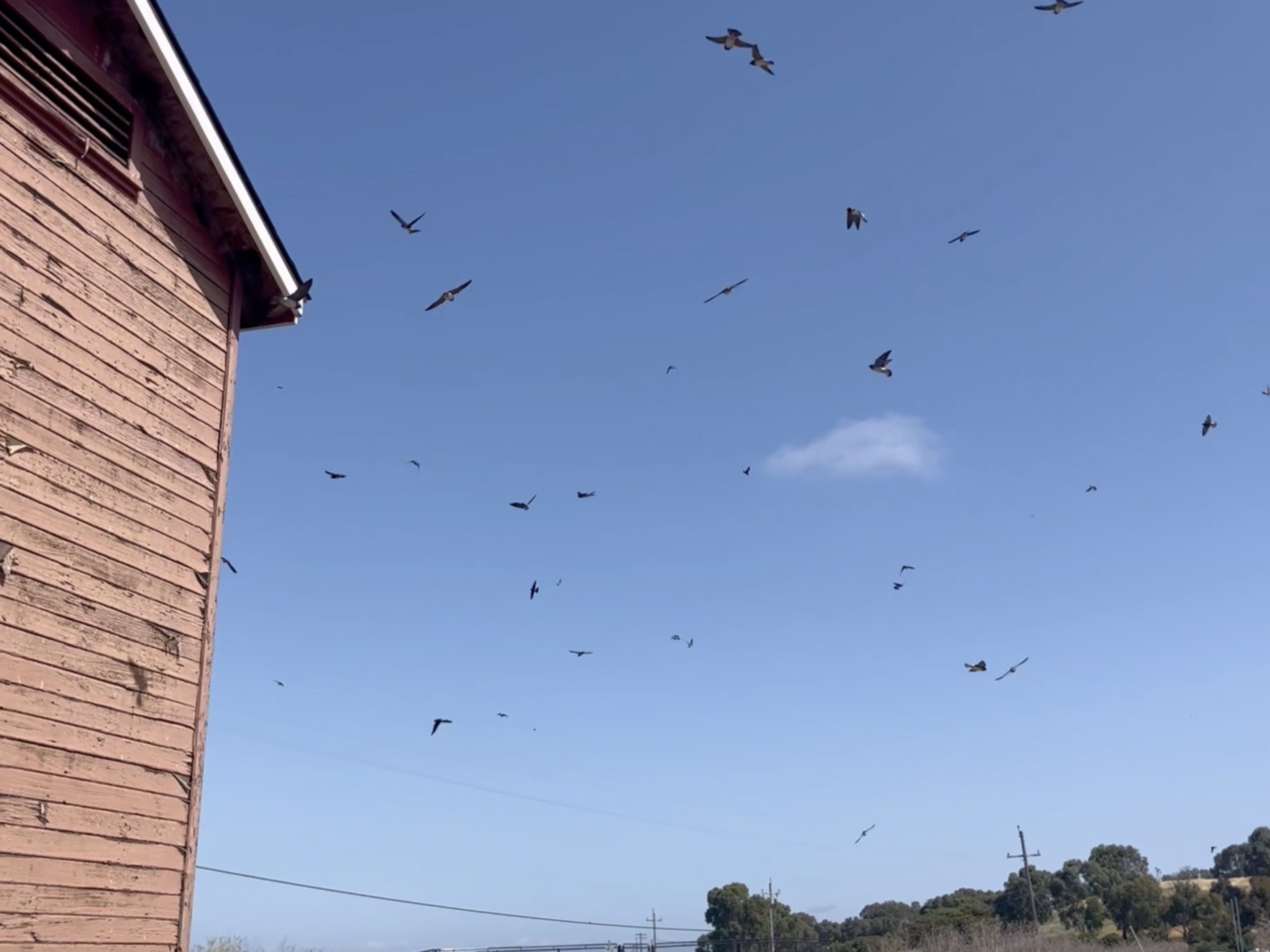 Cliff Swallows are nesting at Bedwell Bayfront Park