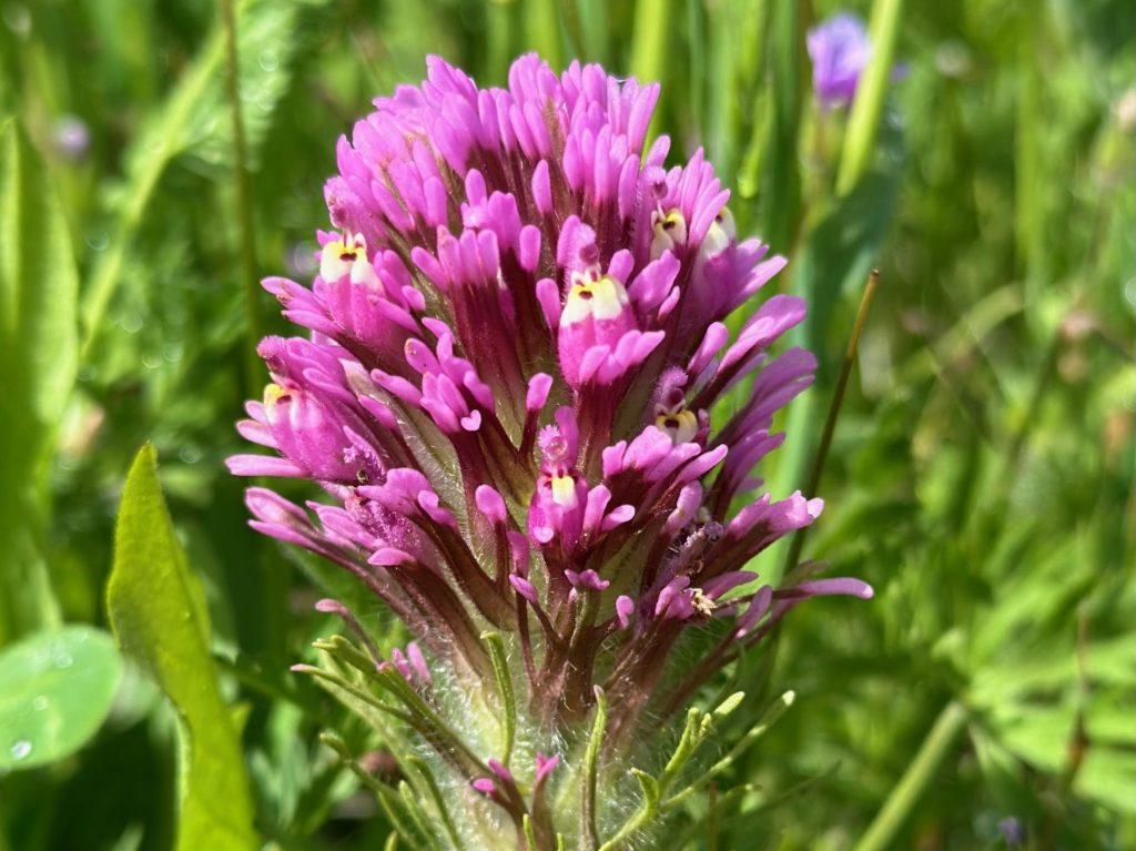 Wildflowers spread Mother’s Day cheer