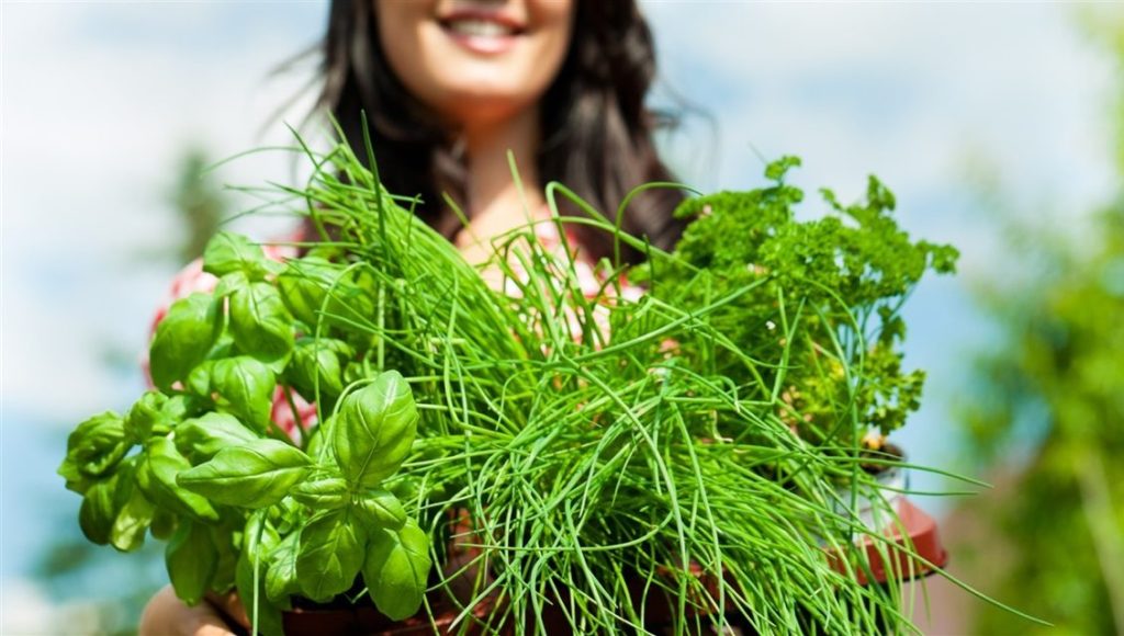 Summer Flavorings and Herbs in Your Garden is topic on Jun 14