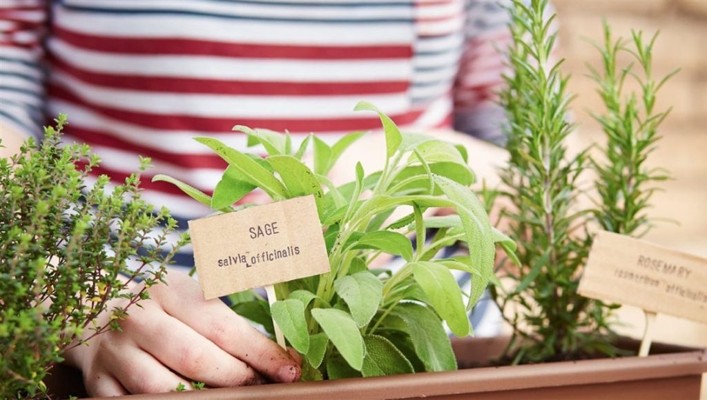 Herbs in Your Garden is topic on June 4