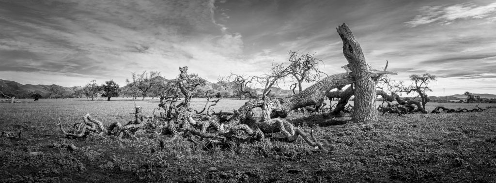 Fred Aron is featured artist at The Main Gallery through September 7