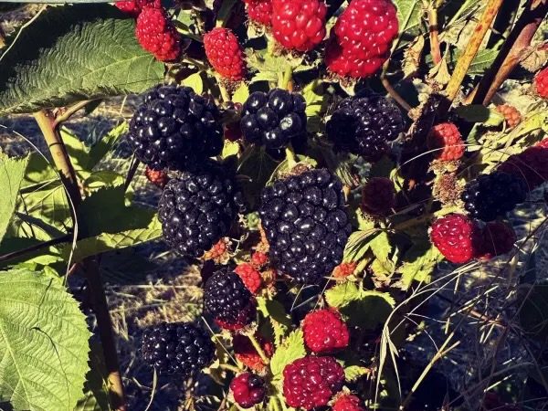 Next u-pick at Webb Ranch is on July 19