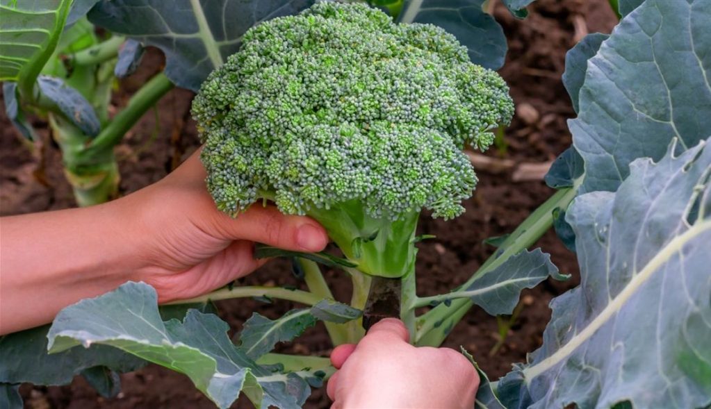 Fall Crops to Grow Now is garden talk topic on August 6