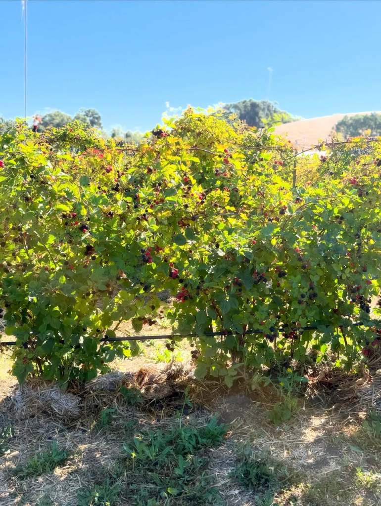 Last day of berry picking at Webb Ranch is August 23