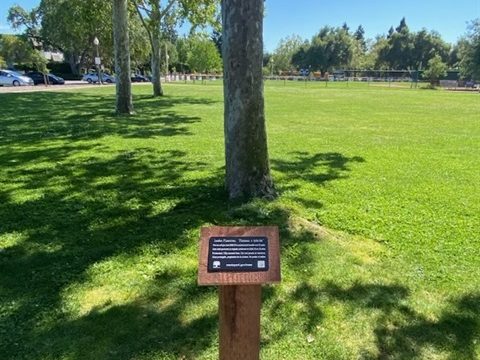 Join the scavenger hunt to find heritage trees in  Menlo Park